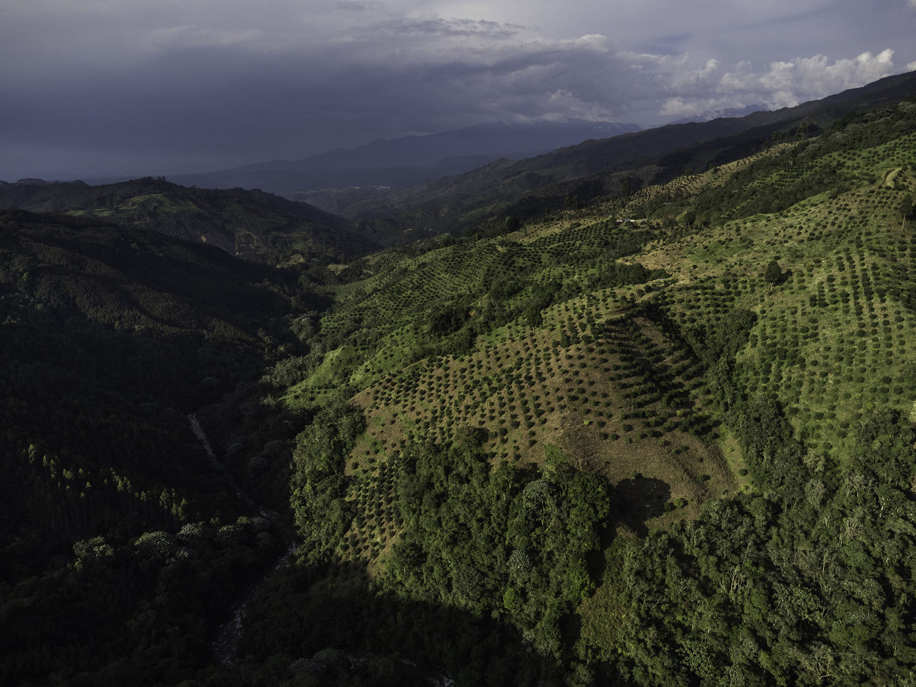 Avocado production in Colombia