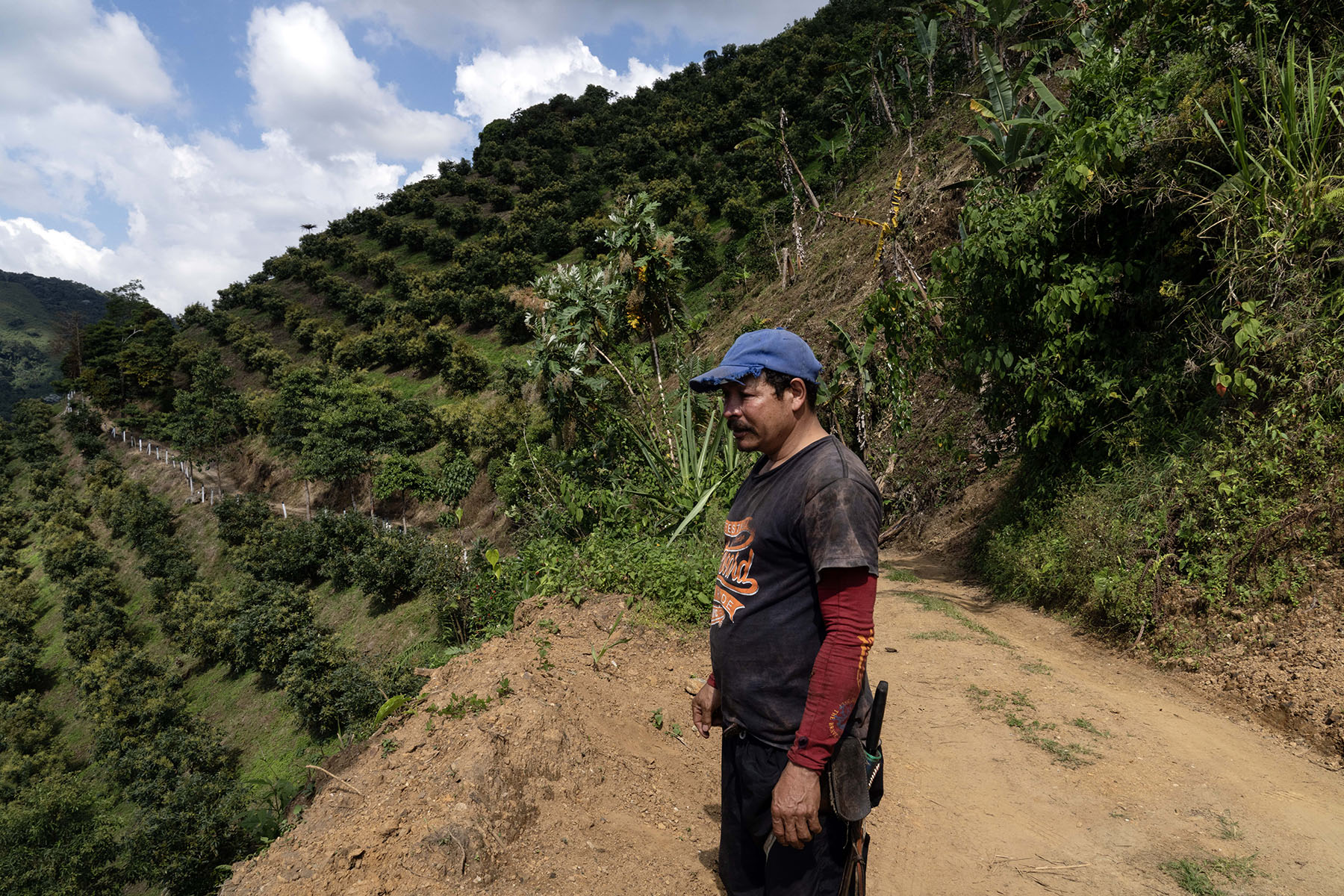 Avocado production in Colombia