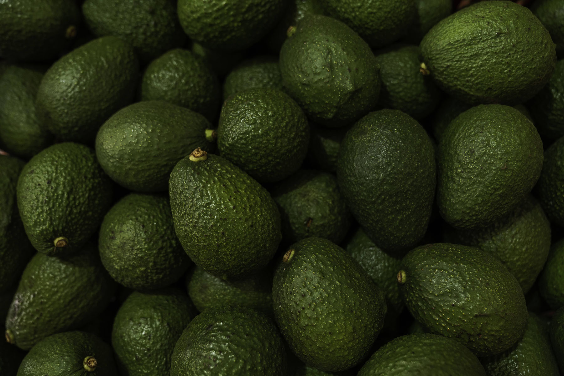 Avocado production in Colombia