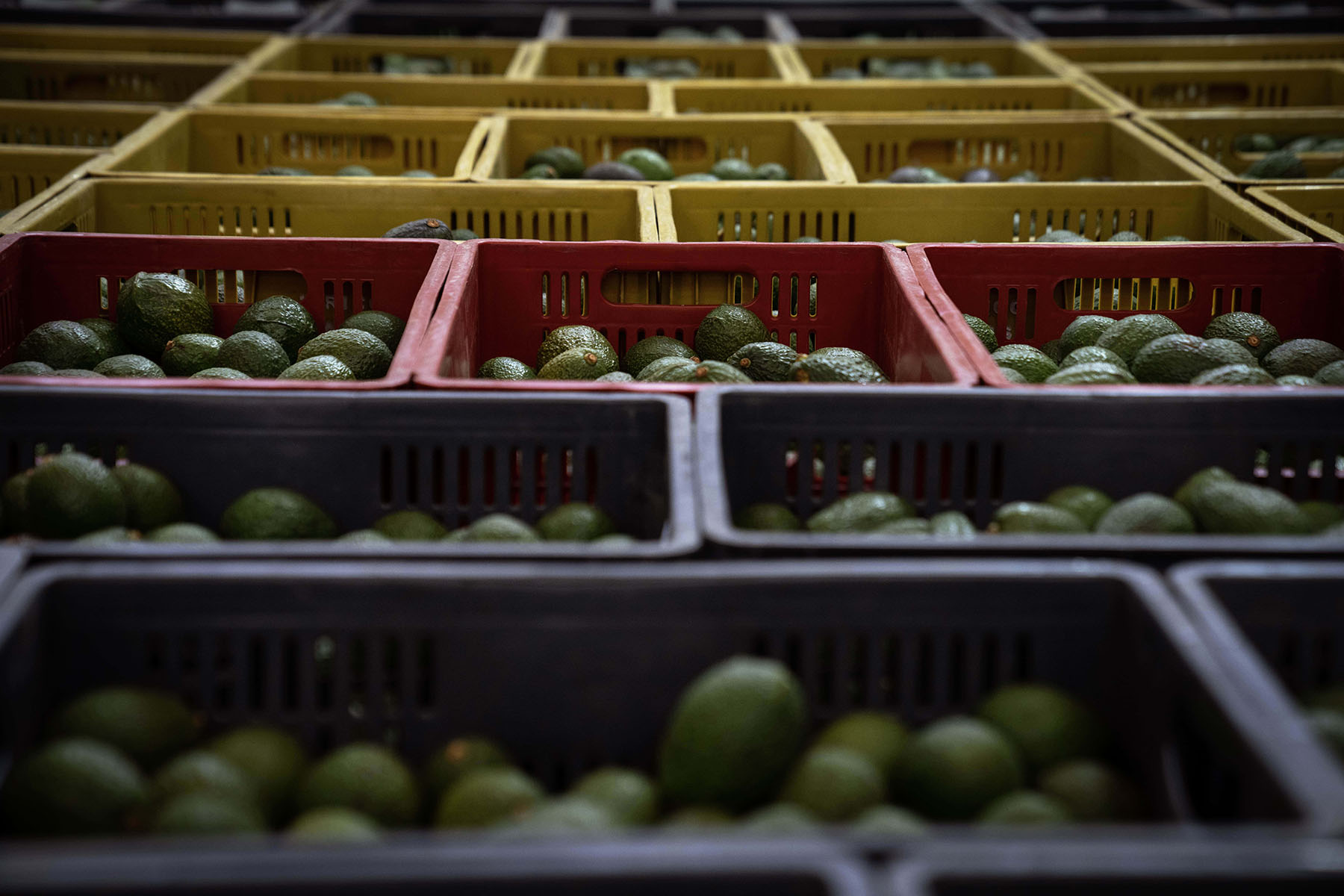 Avocado production in Colombia