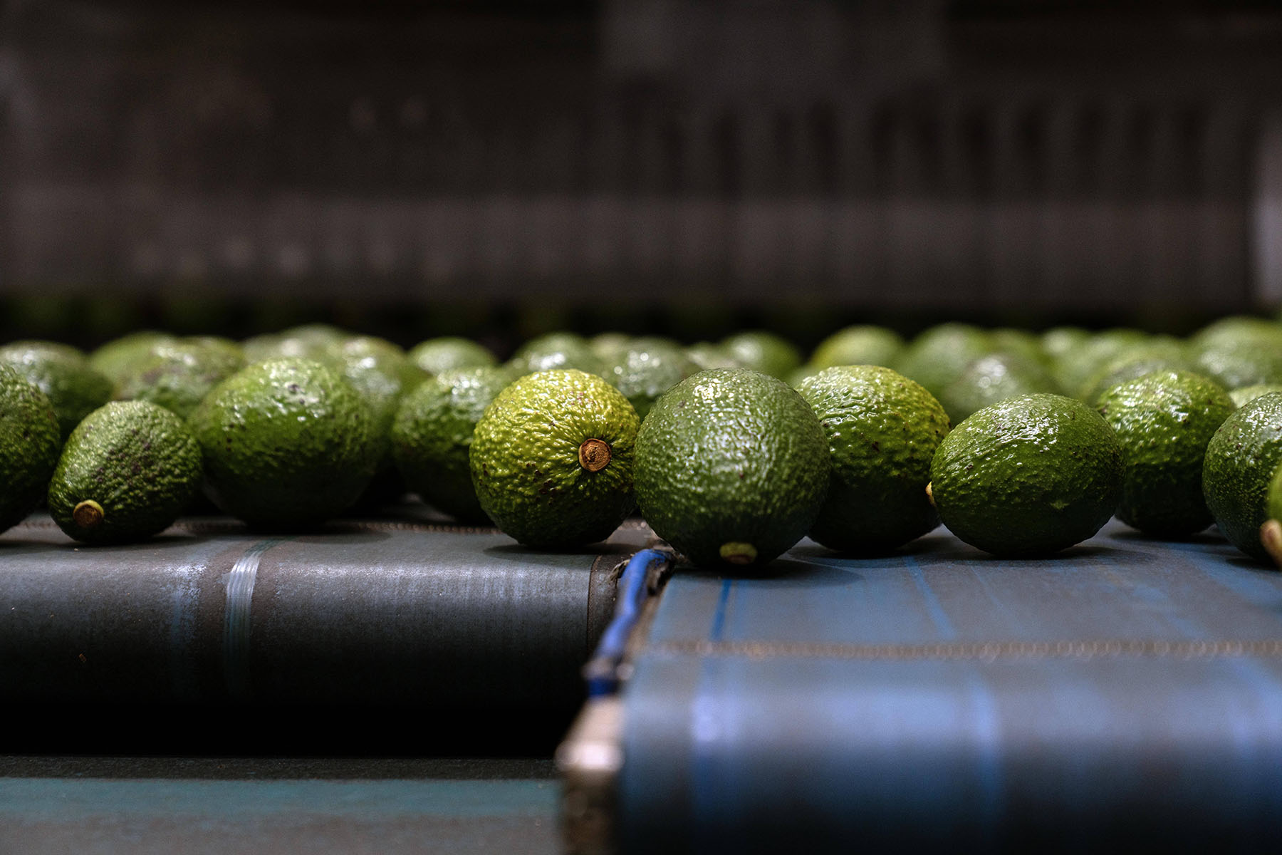 Avocado production in Colombia