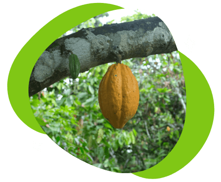 The unsustainable price of cocoa
